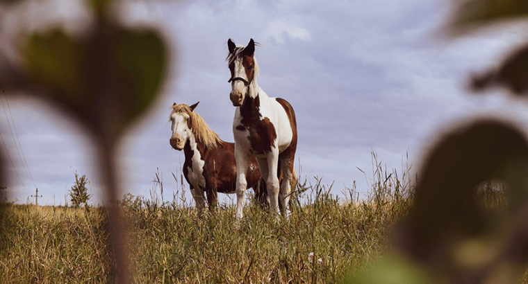 Cozy and Compact Apartment for Rent
